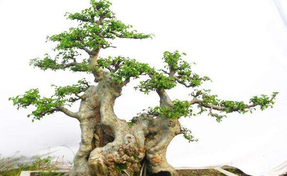 榆树盆景春季萌芽后