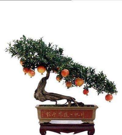 石榴盆景怎么栽培的技术