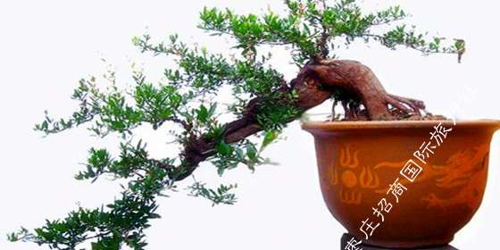 石榴盆景怎么栽培的技术