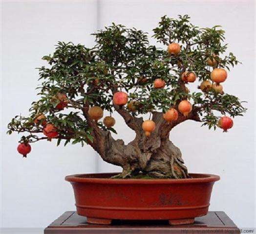 石榴盆景怎么栽培的技术