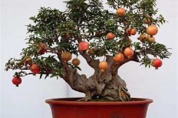 石榴盆景怎么栽培的技术 图片