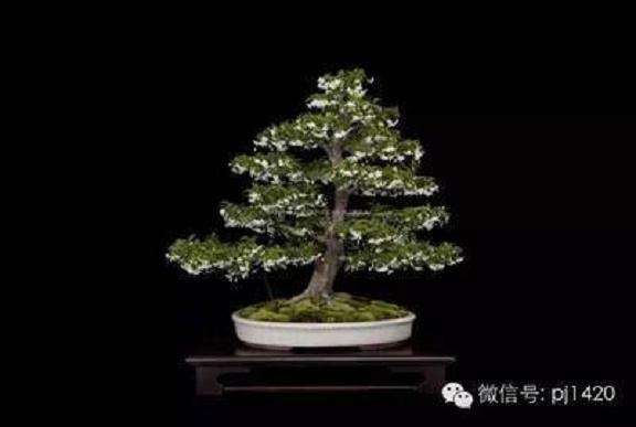 参加2002年美国佛罗里达盆景的年度大展