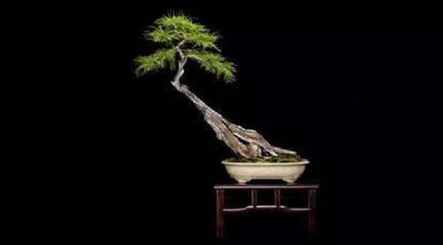 参加2002年美国佛罗里达盆景的年度大展