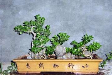 小叶珍珠黄杨盆景上盆后怎么蟠扎造型