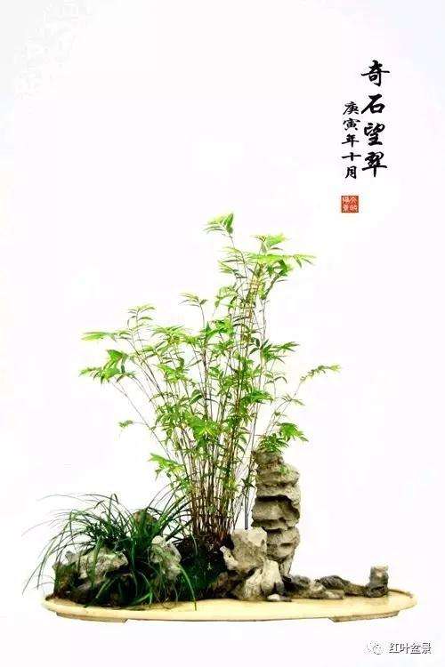 盆景的几架怎么配置与陈设 图片