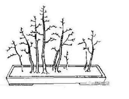 盆景的几架怎么配置与陈设 图片