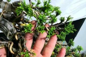 发力渠道 开盆景实体店 入驻商超