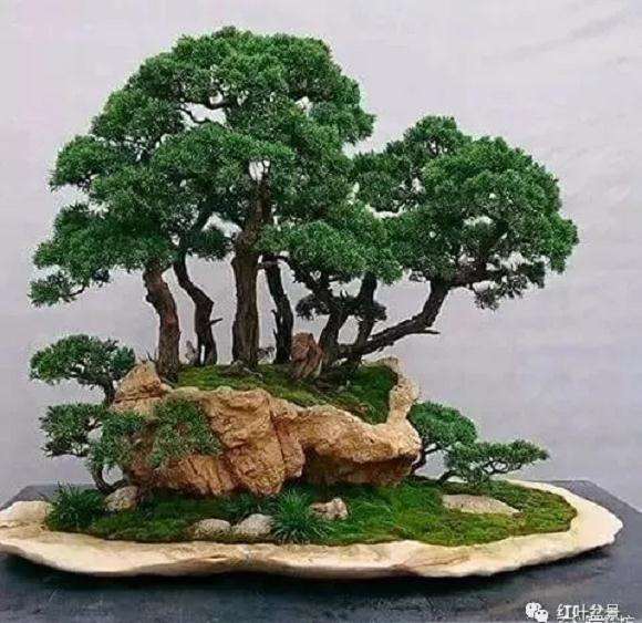 盆景的几架怎么配置与陈设 图片