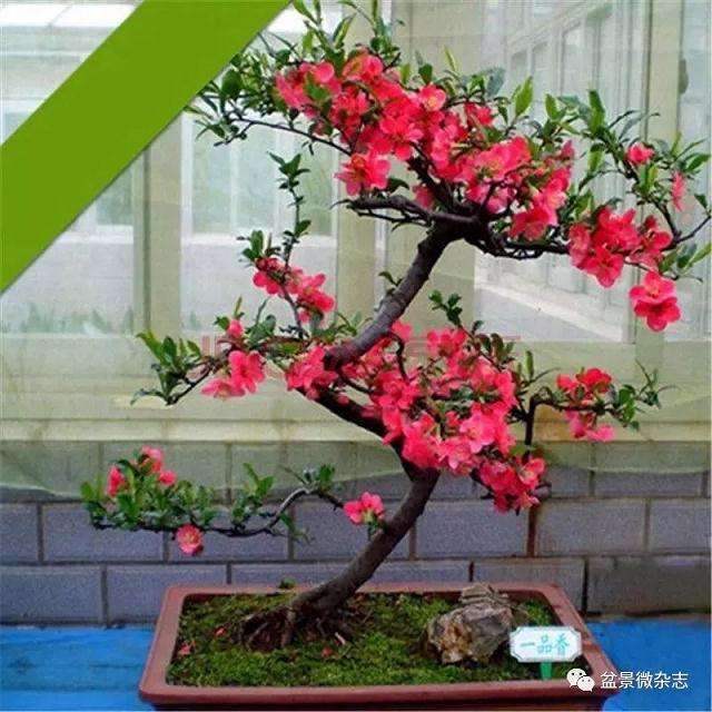 如何挖掘盆景用户需求