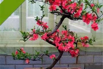 如何挖掘盆景用户需求 调整品种 丰富产品