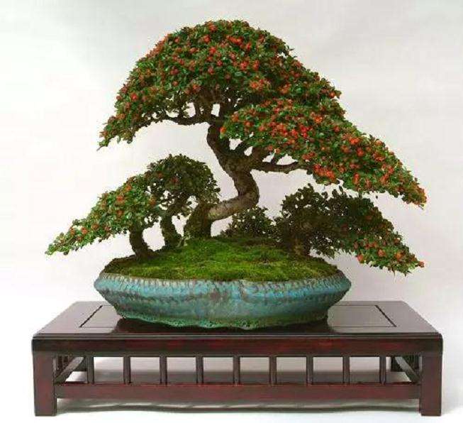 栒子盆景怎么造型养护的方法 图片