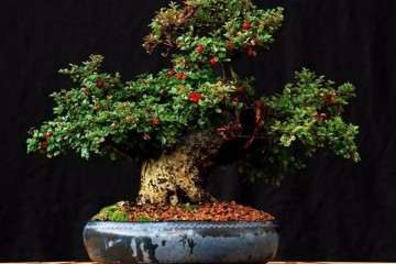 栒子盆景怎么造型养护的方法 图片