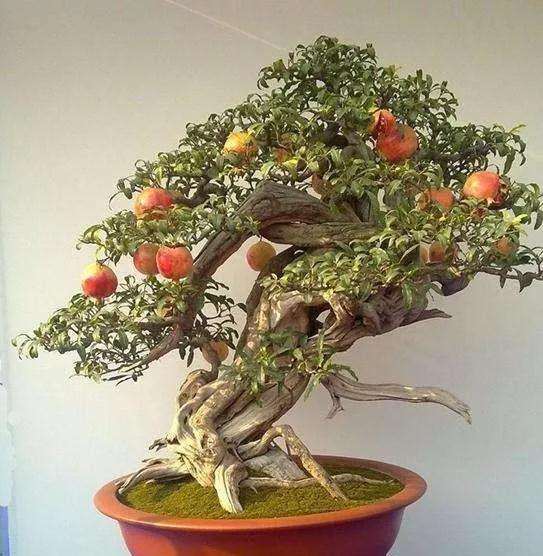 石榴盆景的制作与绑扎方法