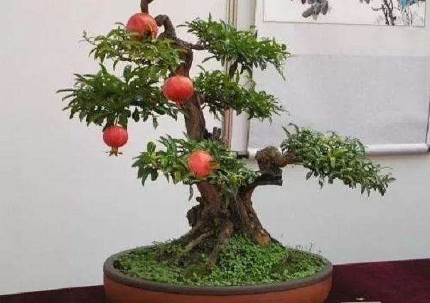石榴盆景的造型分悬浮式与直立式