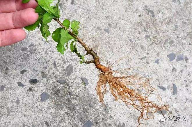 图解 小品福建茶盆景的制作过程