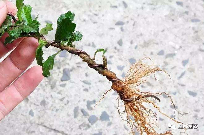 图解 小品福建茶盆景的制作过程