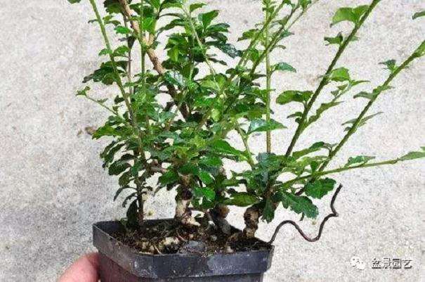 图解 小品福建茶盆景的制作过程