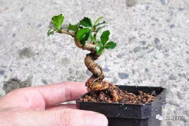 图解 小品福建茶盆景的制作过程