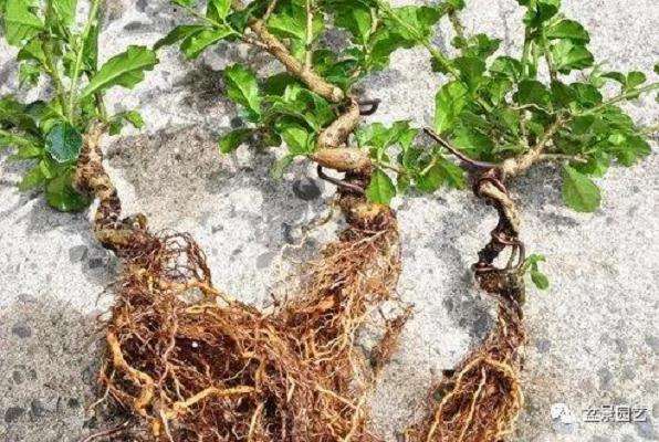 图解 小品福建茶盆景的制作过程