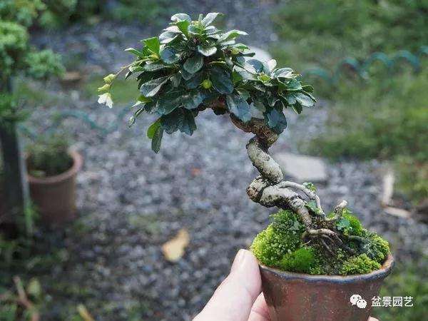 图解 小品福建茶盆景的制作过程