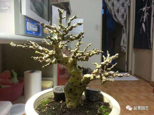 图解 小品福建茶盆景的制作过程