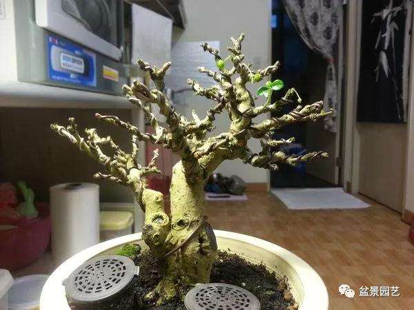 图解 小品福建茶盆景的制作过程