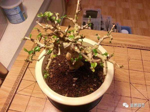 图解 小品福建茶盆景的制作过程