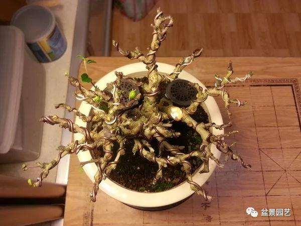 图解 小品福建茶盆景的制作过程