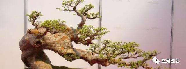 榆树盆景不发芽怎么办