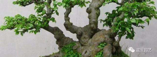 榆树盆景不发芽怎么办