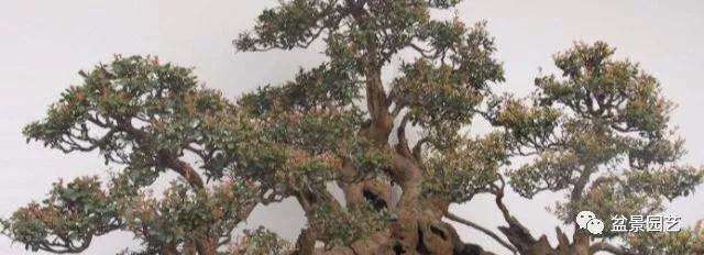 榆树盆景不发芽怎么办