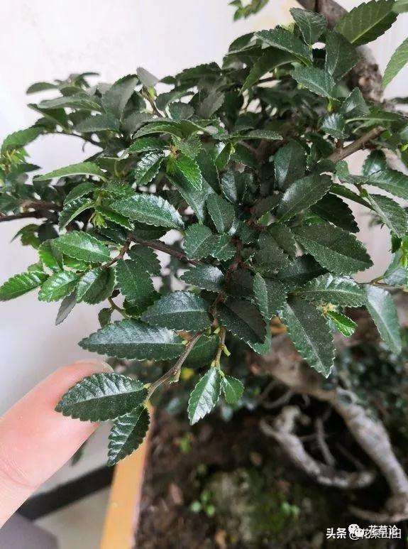 图解 榔榆盆景的叶子越养越大 怎么办