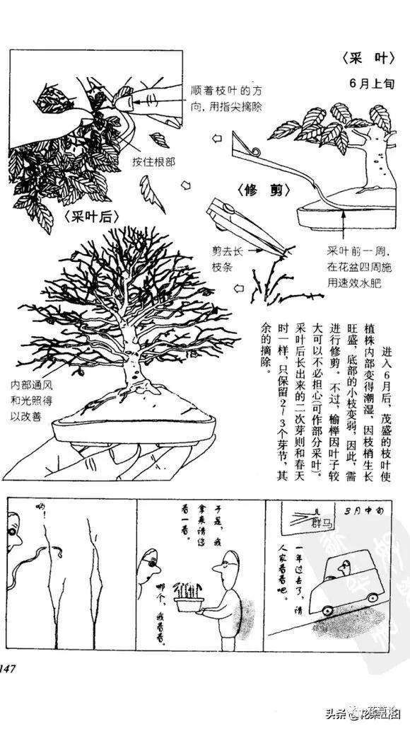 图解 榔榆盆景的叶子越养越大 怎么办