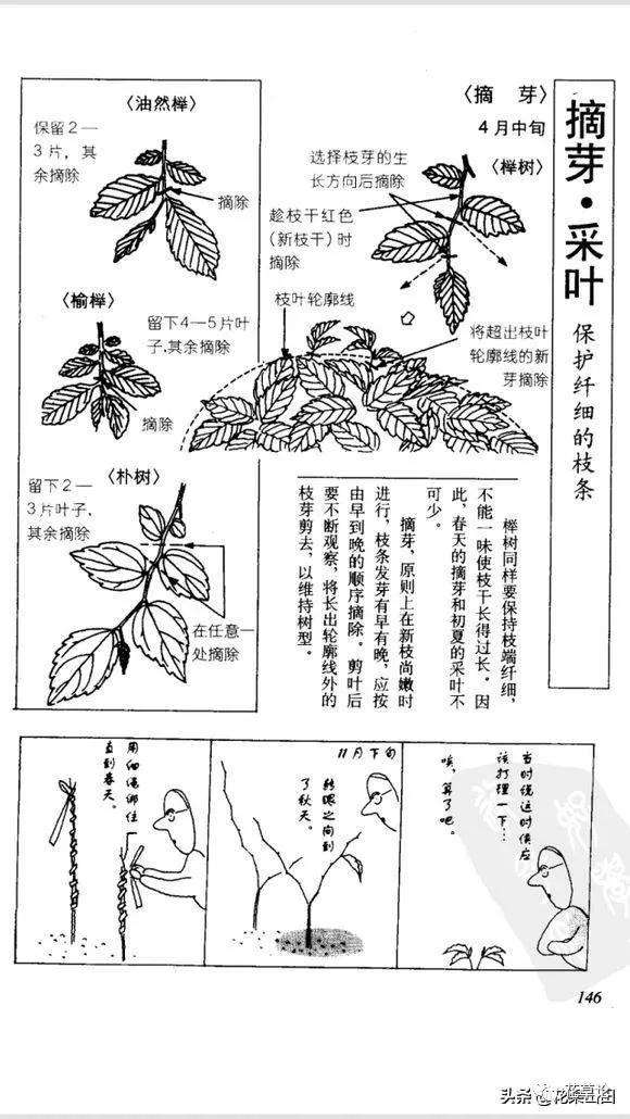 图解 榔榆盆景的叶子越养越大 怎么办