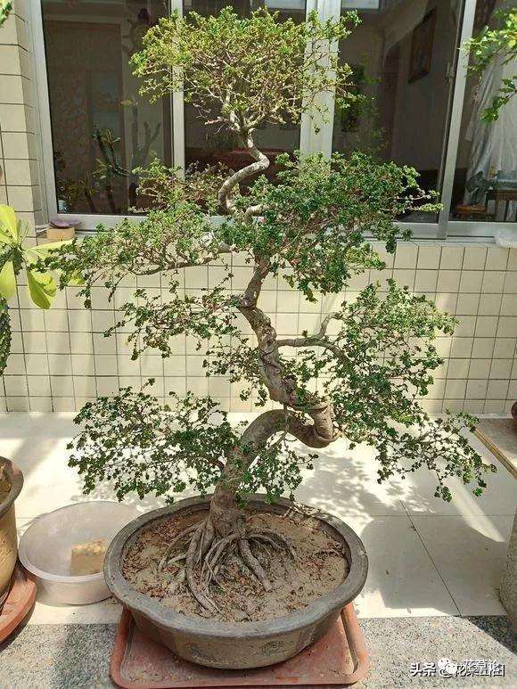 图解 榔榆盆景的叶子越养越大 怎么办