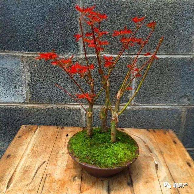 盆景嫁接的造型的方法有什么的优势