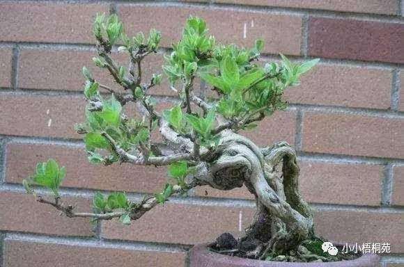 金银花盆景制作发芽的3个步骤