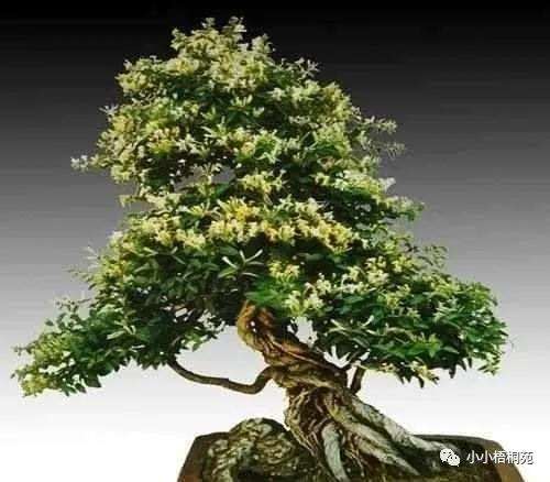 金银花盆景制作发芽的3个步骤
