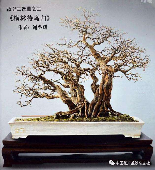 从盆景创作实践谈盆景制作意境