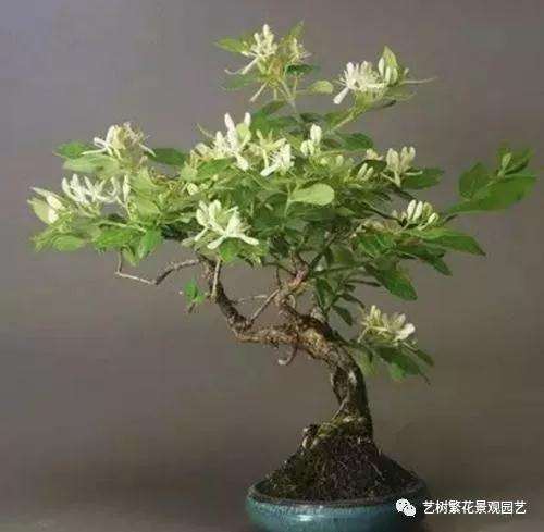 金银花盆景怎么修剪的方法