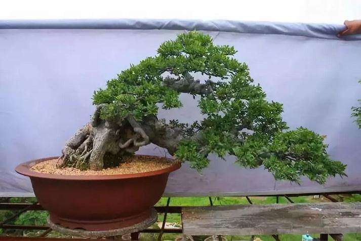 怎么设计盆景 有哪3个层次