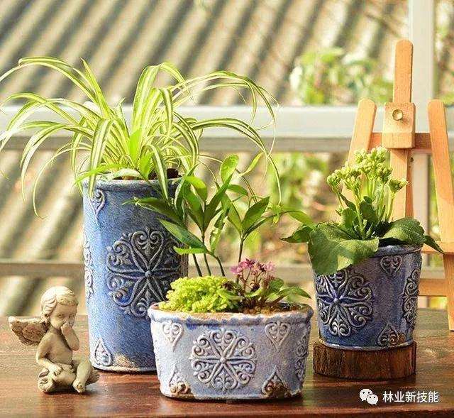 盆景怎么配置盆体的方法