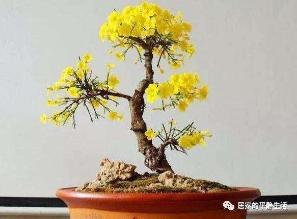 怎么制作提根式迎春盆景的方法