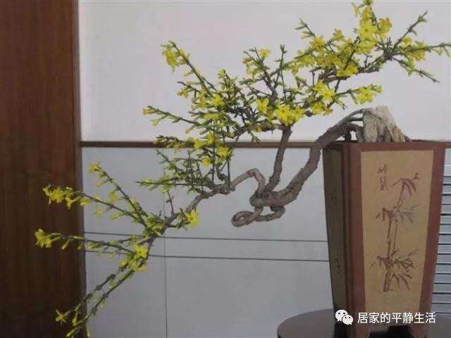 怎么制作提根式迎春盆景的方法