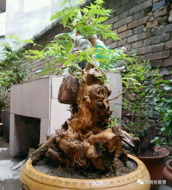 黄荆下山桩的根部萌蘖芽需要抹掉吗