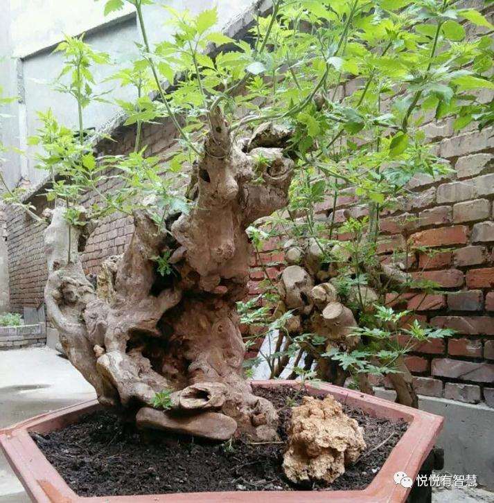 黄荆下山桩的根部萌蘖芽需要抹掉吗