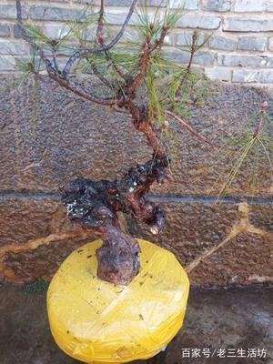 选什么样的下山桩素材最好 图片