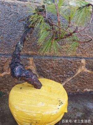 选什么样的下山桩素材最好