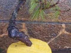 选什么样的下山桩素材最好 图片