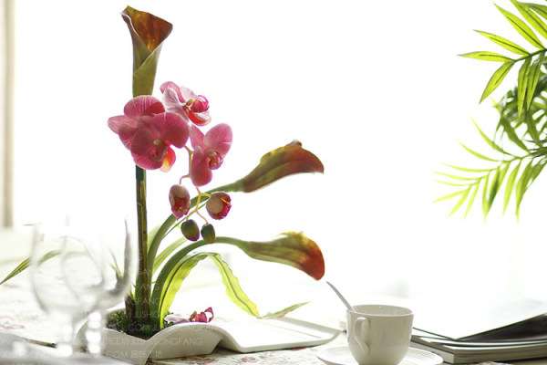 客厅盆景也会破坏风水